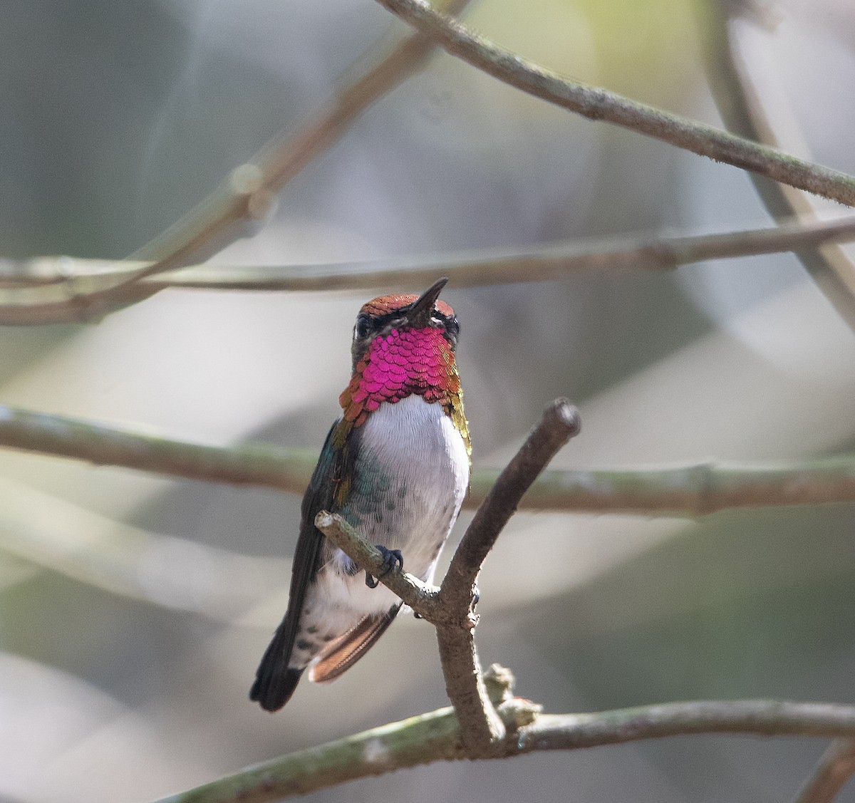 Colibrí Zunzuncito - ML615650737