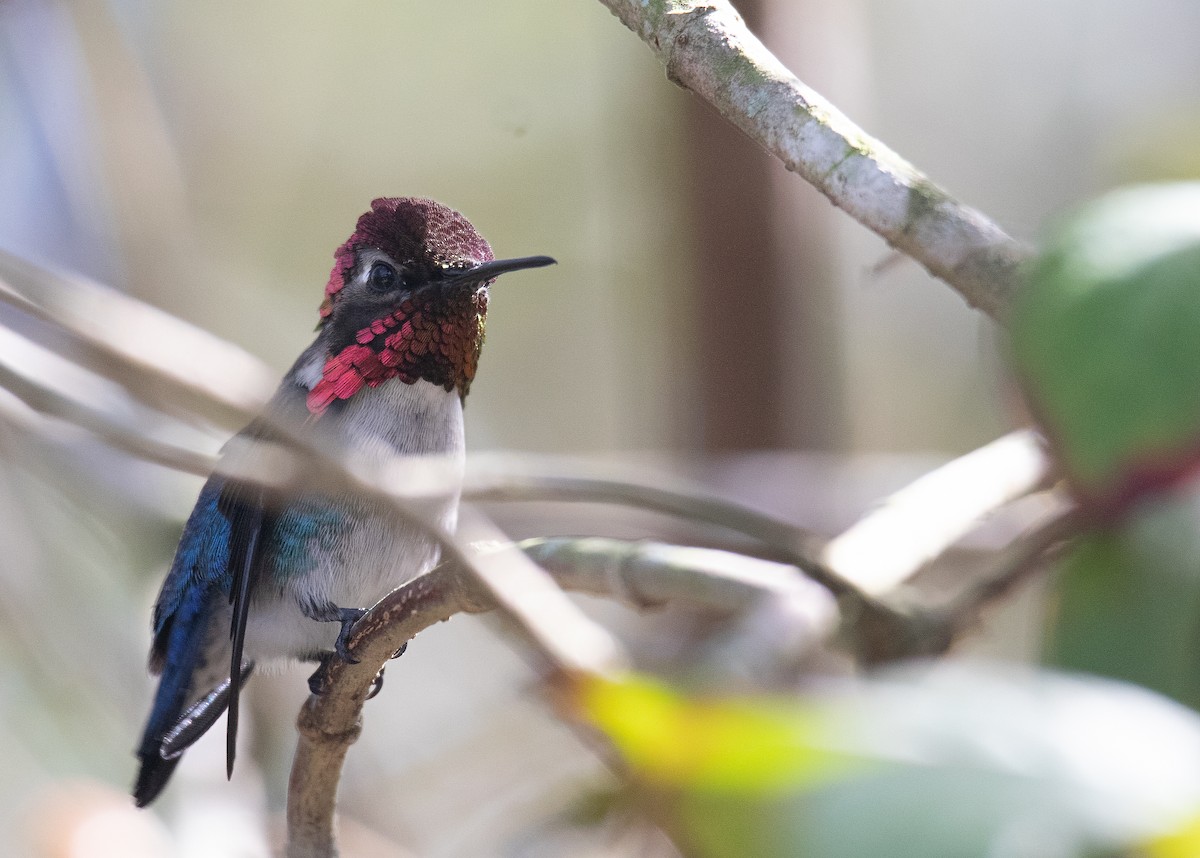 Bee Hummingbird - ML615650744