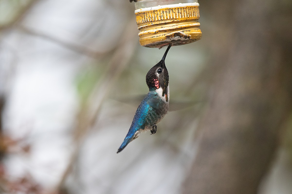 Bee Hummingbird - Steve Mayes