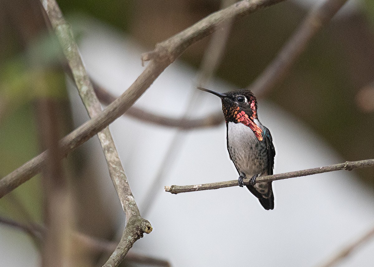 Bee Hummingbird - ML615650768