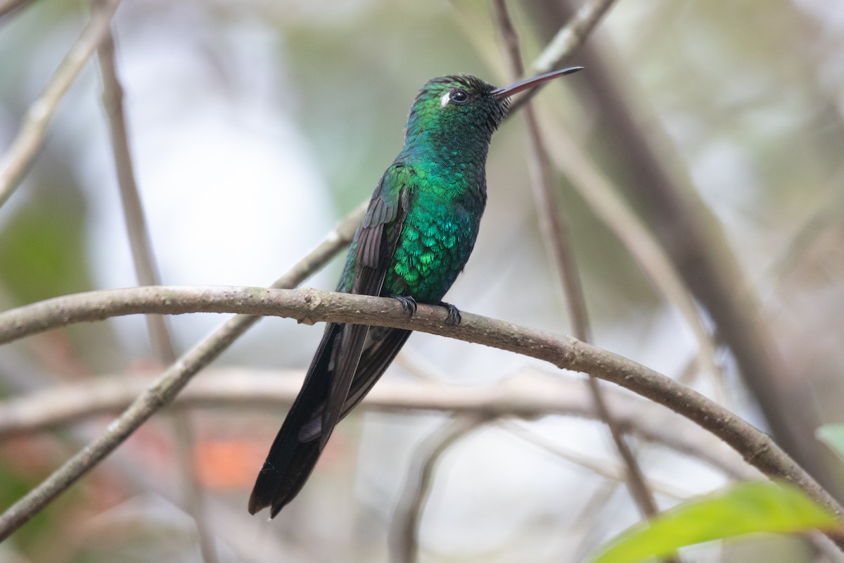 Cuban Emerald - ML615650781