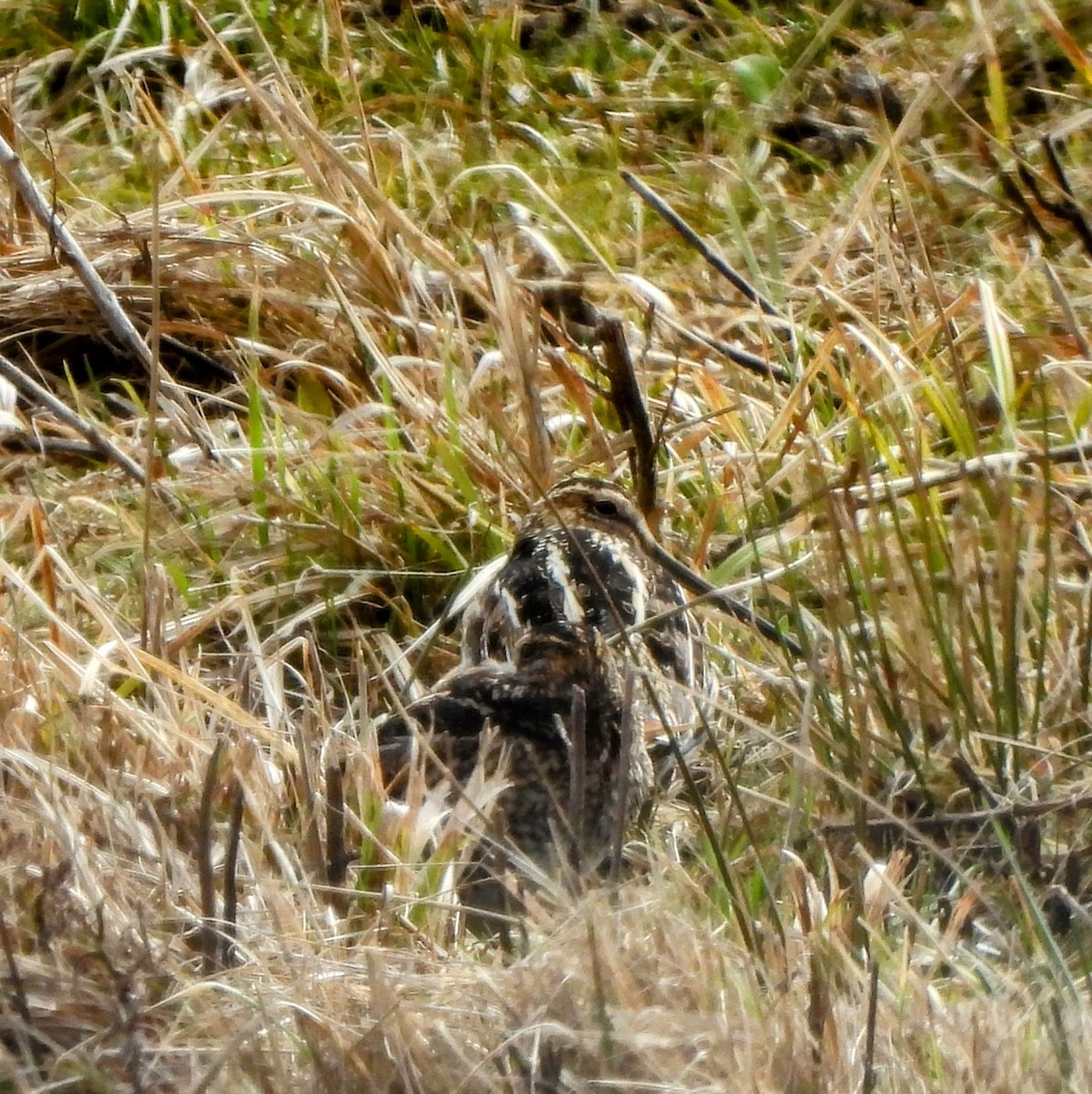 Wilson's Snipe - ML615650820