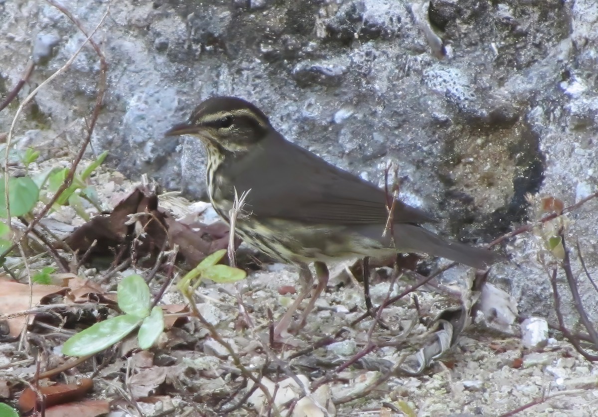 Northern Waterthrush - ML615650823