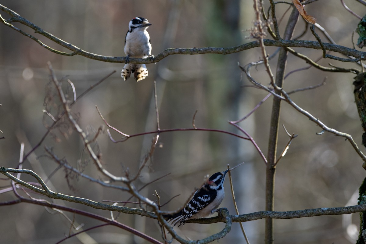 Downy Woodpecker - ML615650831