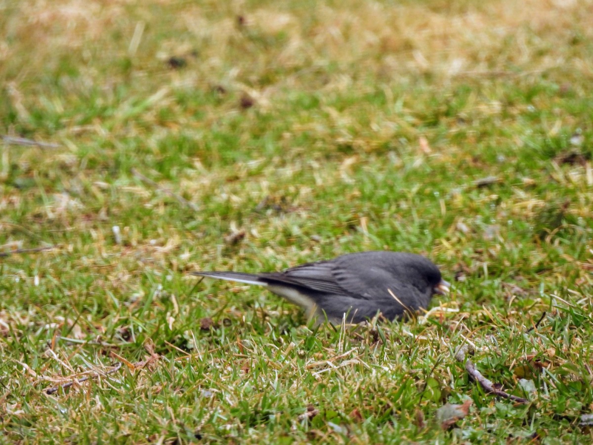 Dark-eyed Junco - ML615650850