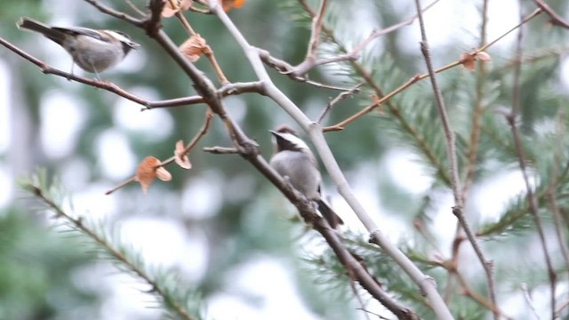 Mésange à dos marron - ML615650863