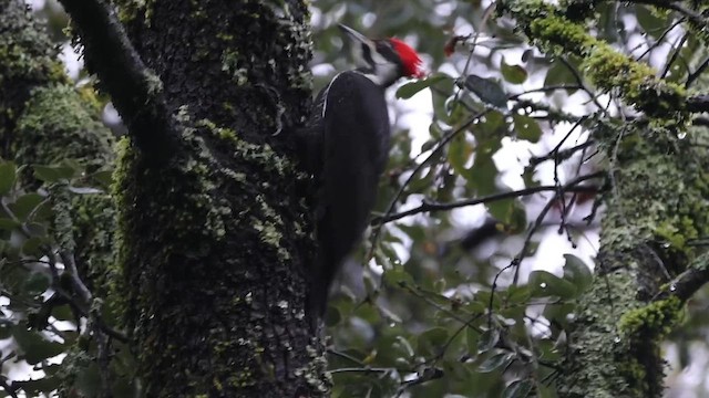 Pileated Woodpecker - ML615650898