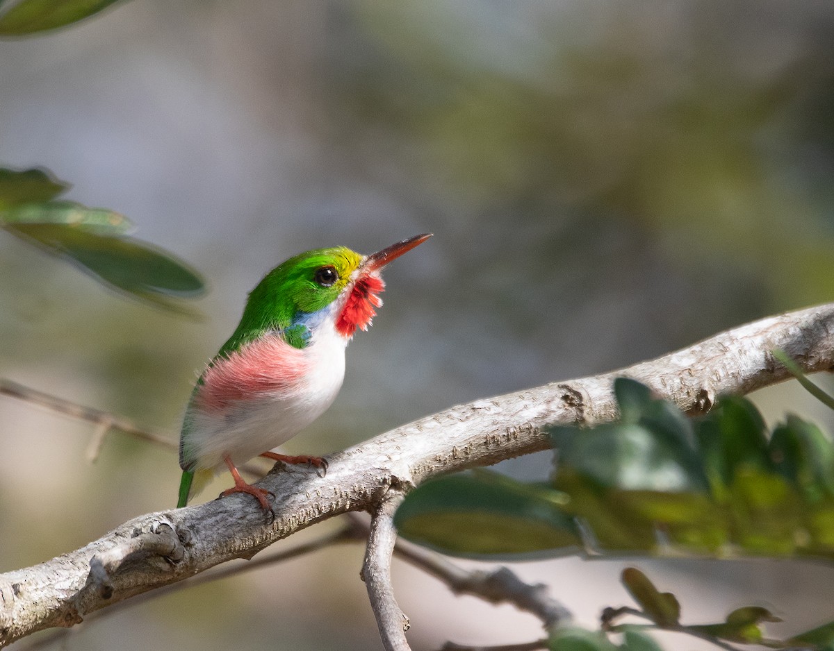 Cuban Tody - ML615650922
