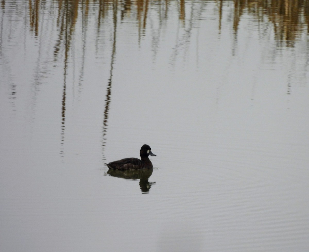 Ring-necked Duck - ML615650947