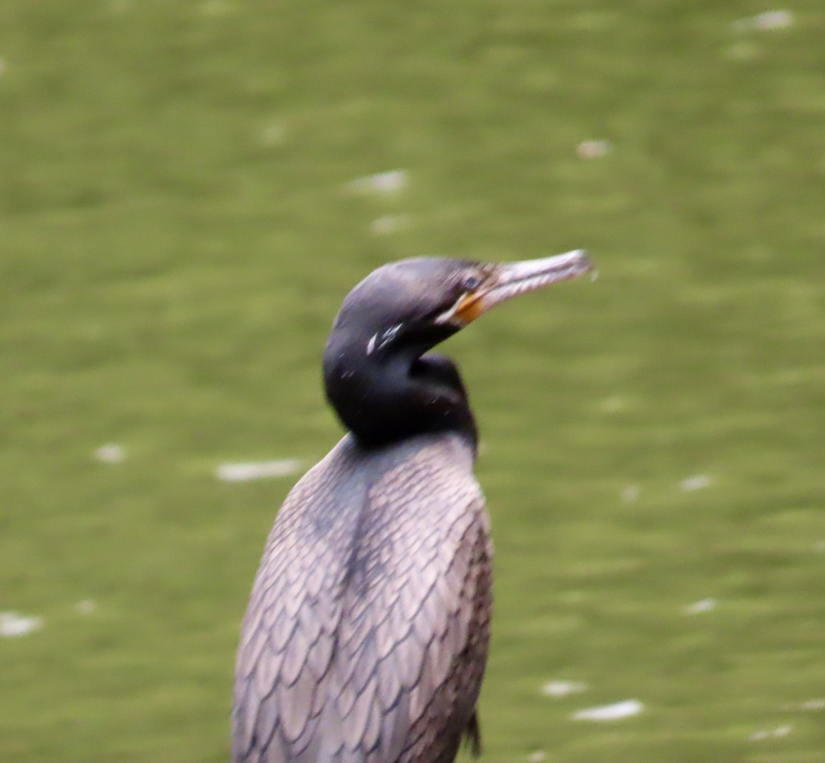 Neotropic Cormorant - ML615651038