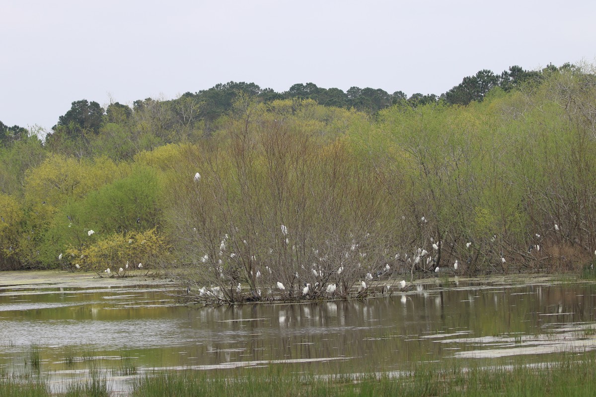 Snowy Egret - ML615651066