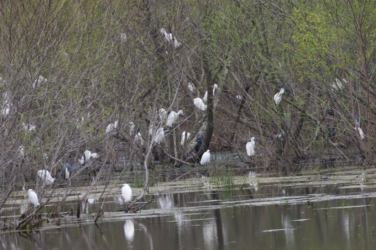 Snowy Egret - ML615651069