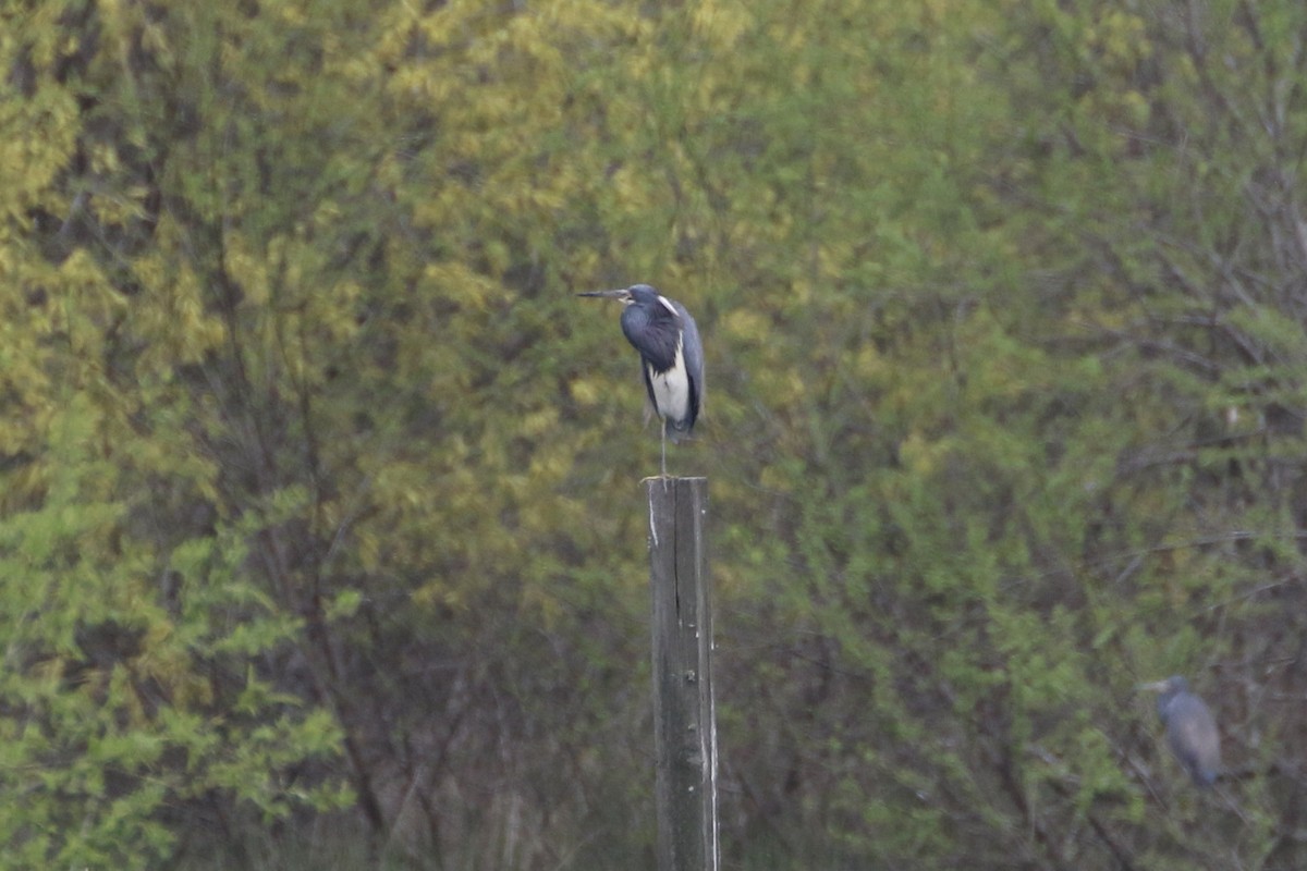 Tricolored Heron - ML615651071