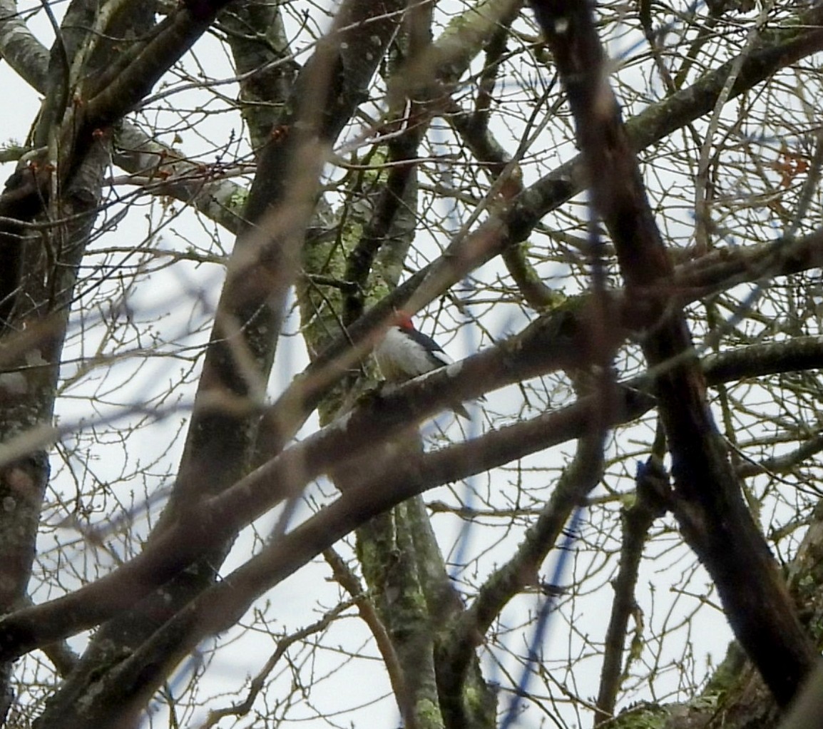 Red-headed Woodpecker - ML615651077