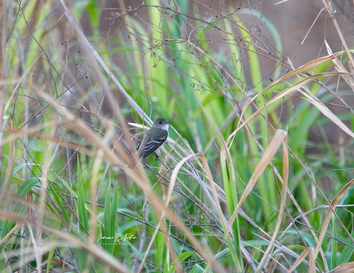 Willow Flycatcher (Eastern) - ML615651104