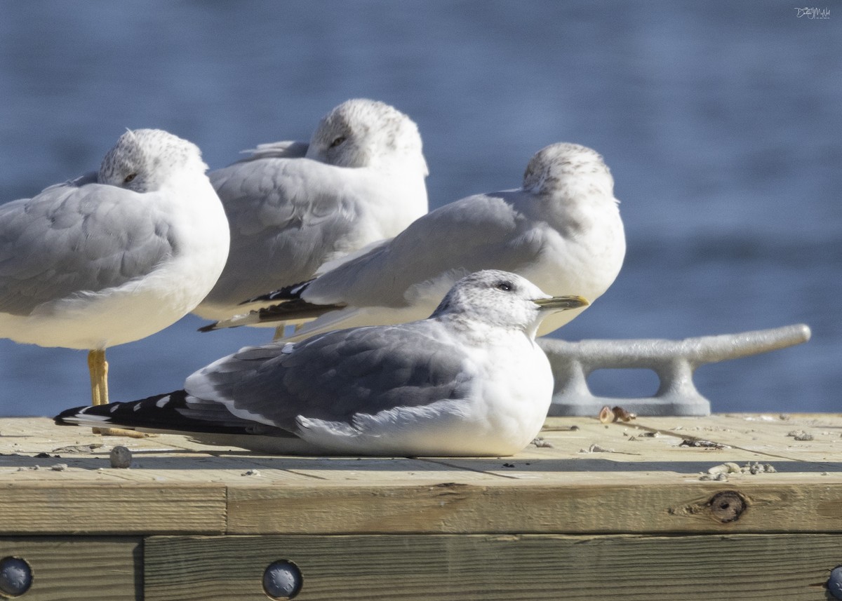 Common Gull (Kamchatka) - ML615651116