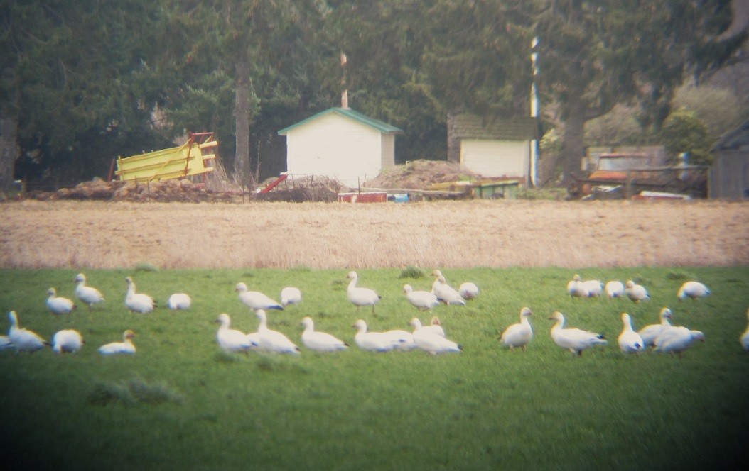 Snow Goose - ML615651208