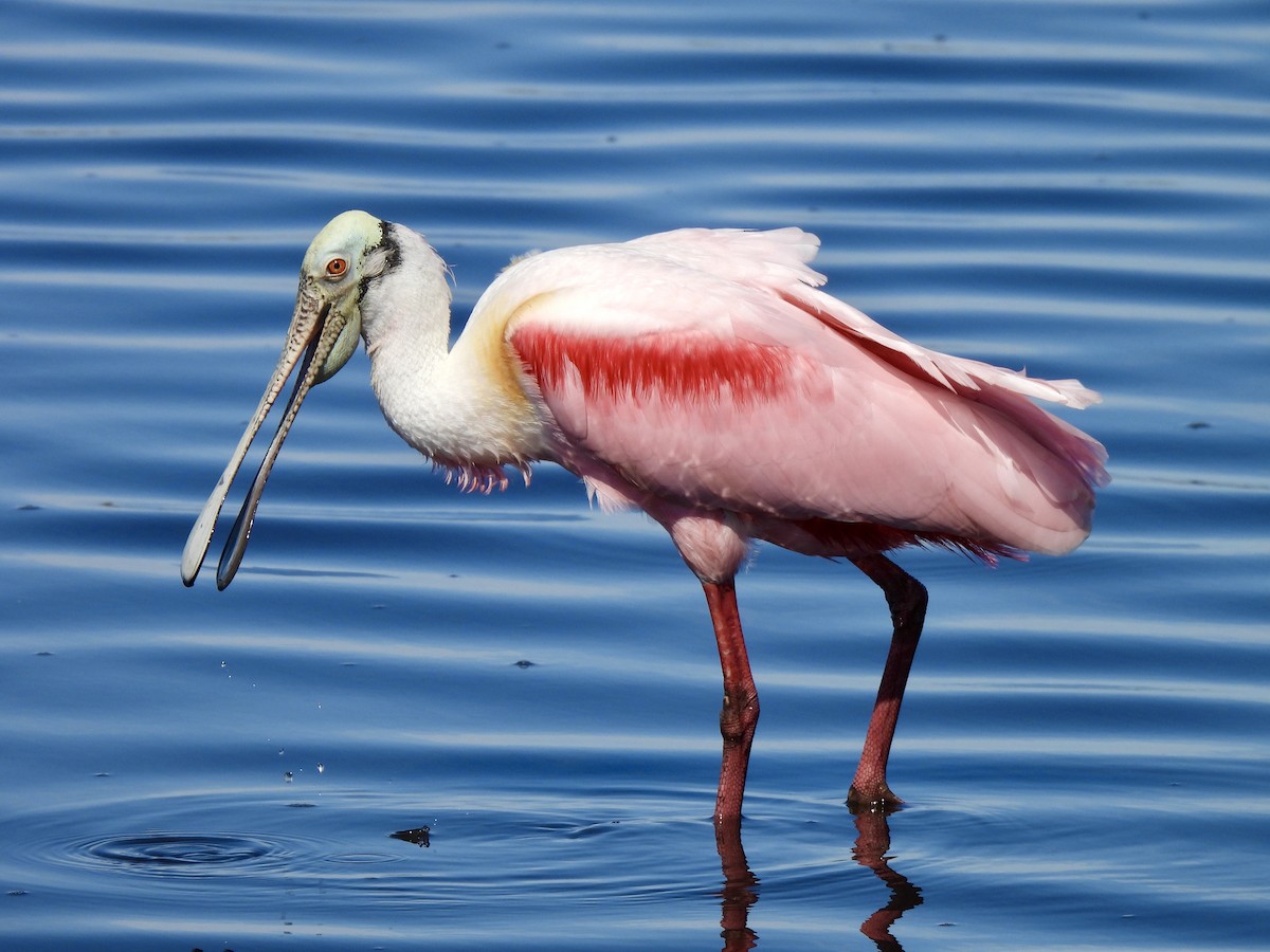 Roseate Spoonbill - ML615651240