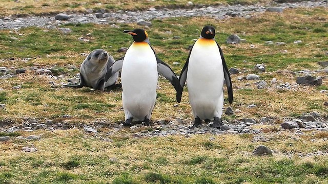 Королевский пингвин - ML615651289