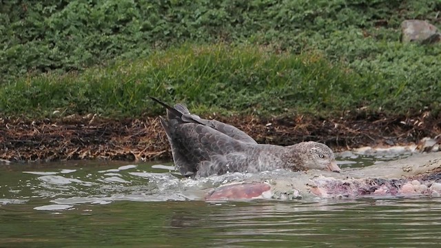 Northern Giant-Petrel - ML615651297