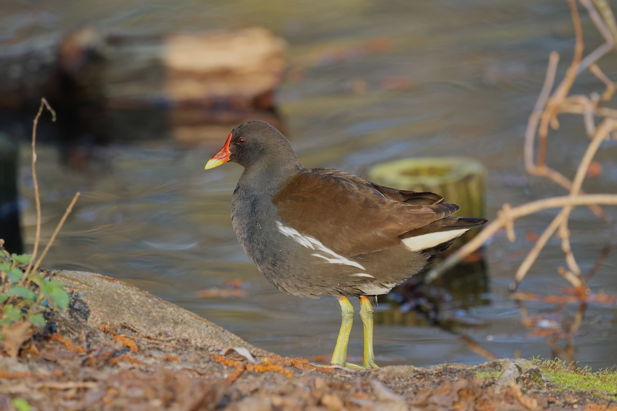 Eurasian Moorhen - Channa Jayasinghe