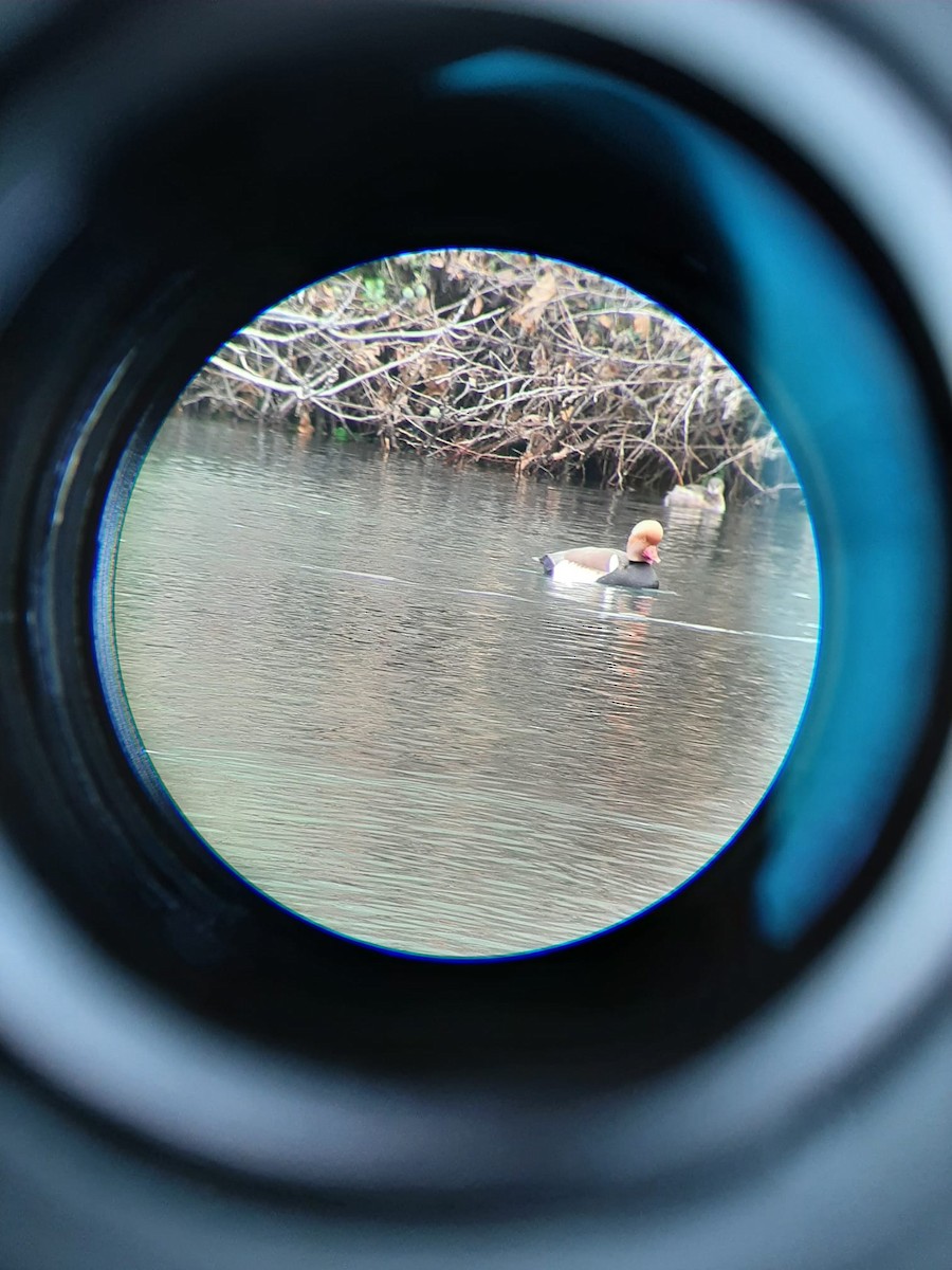 Red-crested Pochard - ML615651318