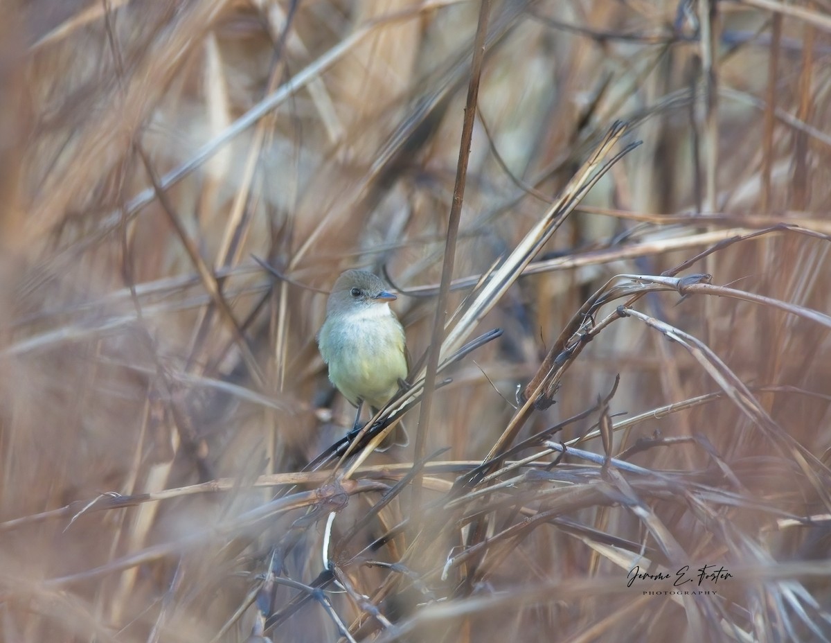 Willow Flycatcher (Eastern) - ML615651325