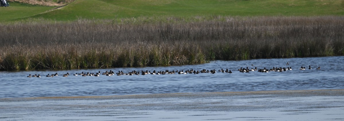 Lesser Scaup - ML615651326