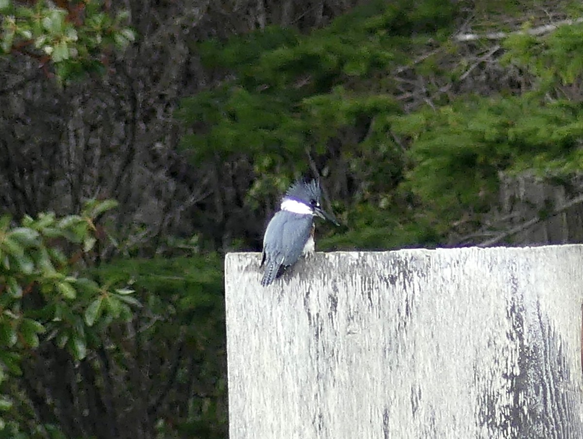 Belted Kingfisher - ML615651387