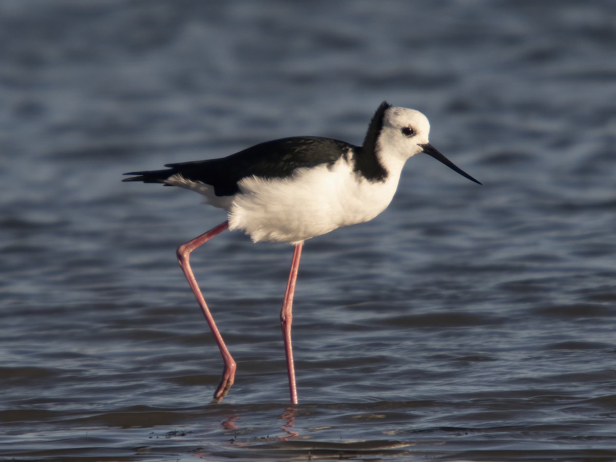 Pied Stilt - ML615651401