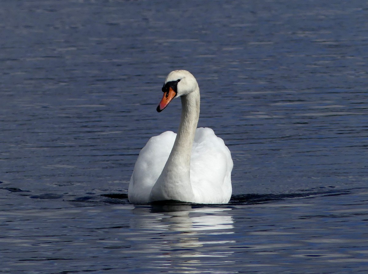 Хуруут хун - ML615651419