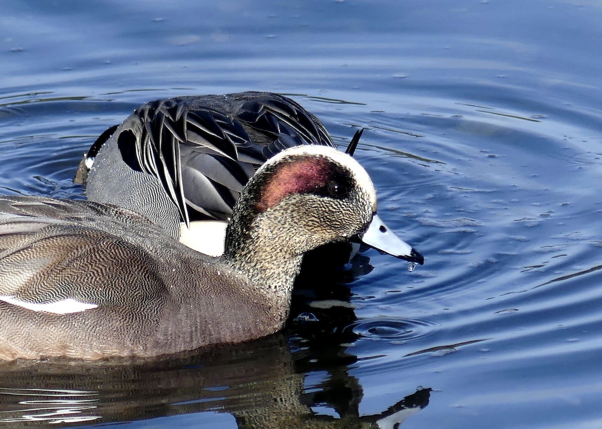 American Wigeon - ML615651426