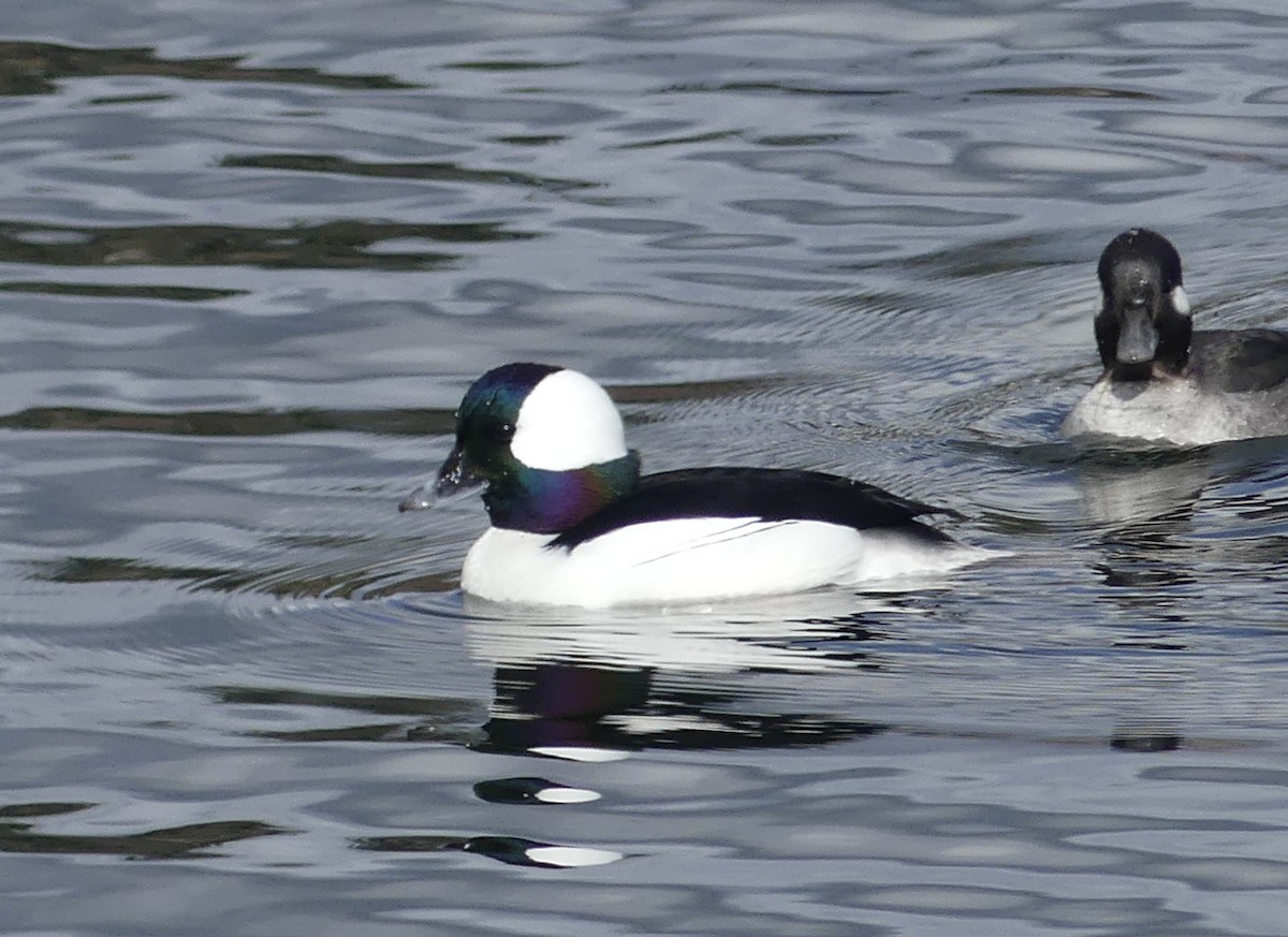 Bufflehead - ML615651447