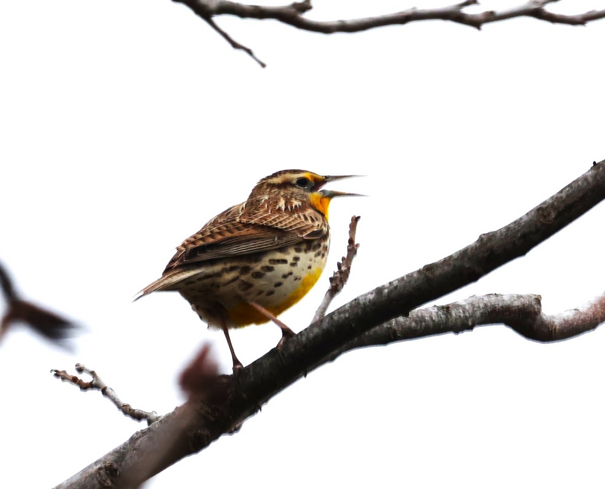 Western Meadowlark - Karin Pelton