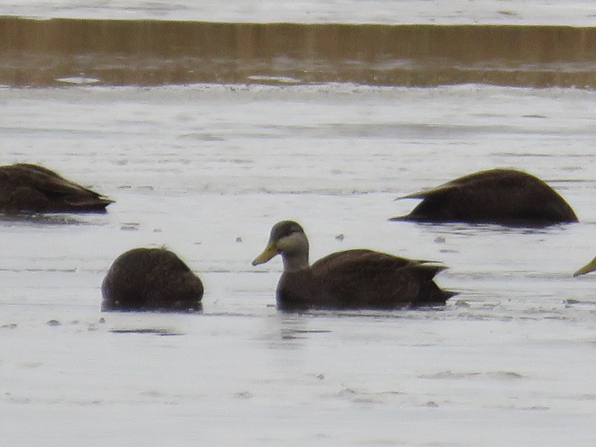 American Black Duck - ML615651453