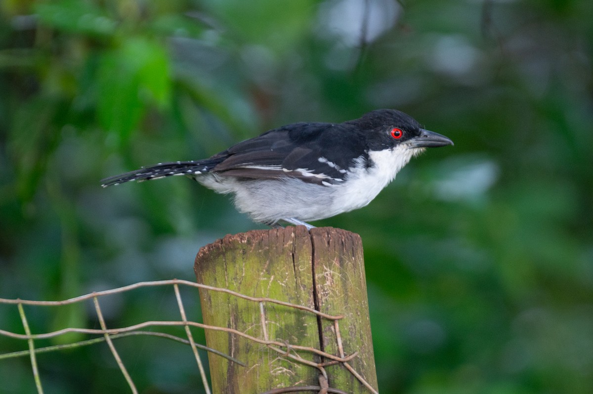 Great Antshrike - ML615651456