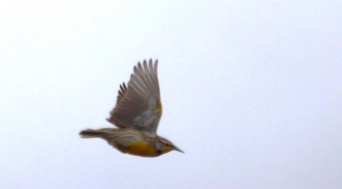 Western Meadowlark - ML615651470