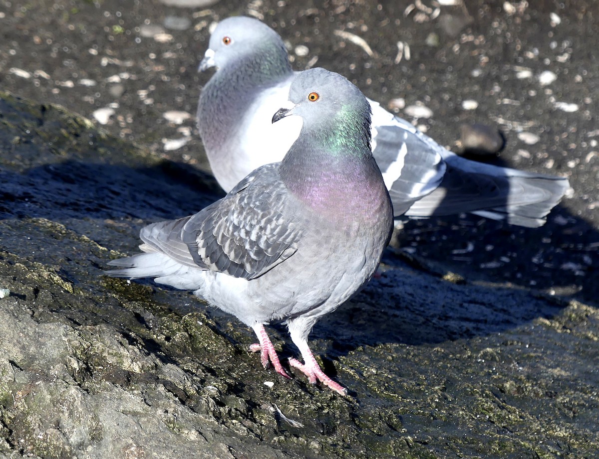 Rock Pigeon (Feral Pigeon) - ML615651485