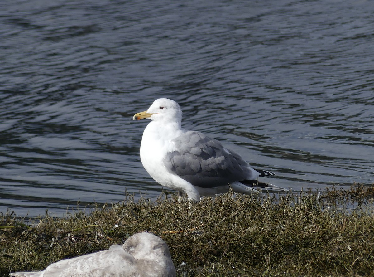 California Gull - ML615651521