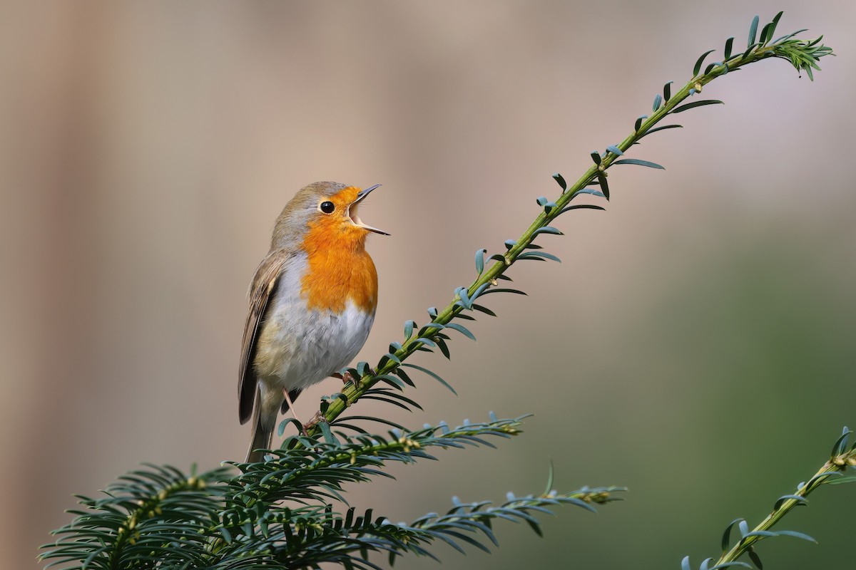 European Robin - Channa Jayasinghe