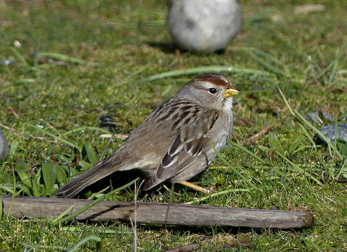 White-crowned Sparrow - ML615651556