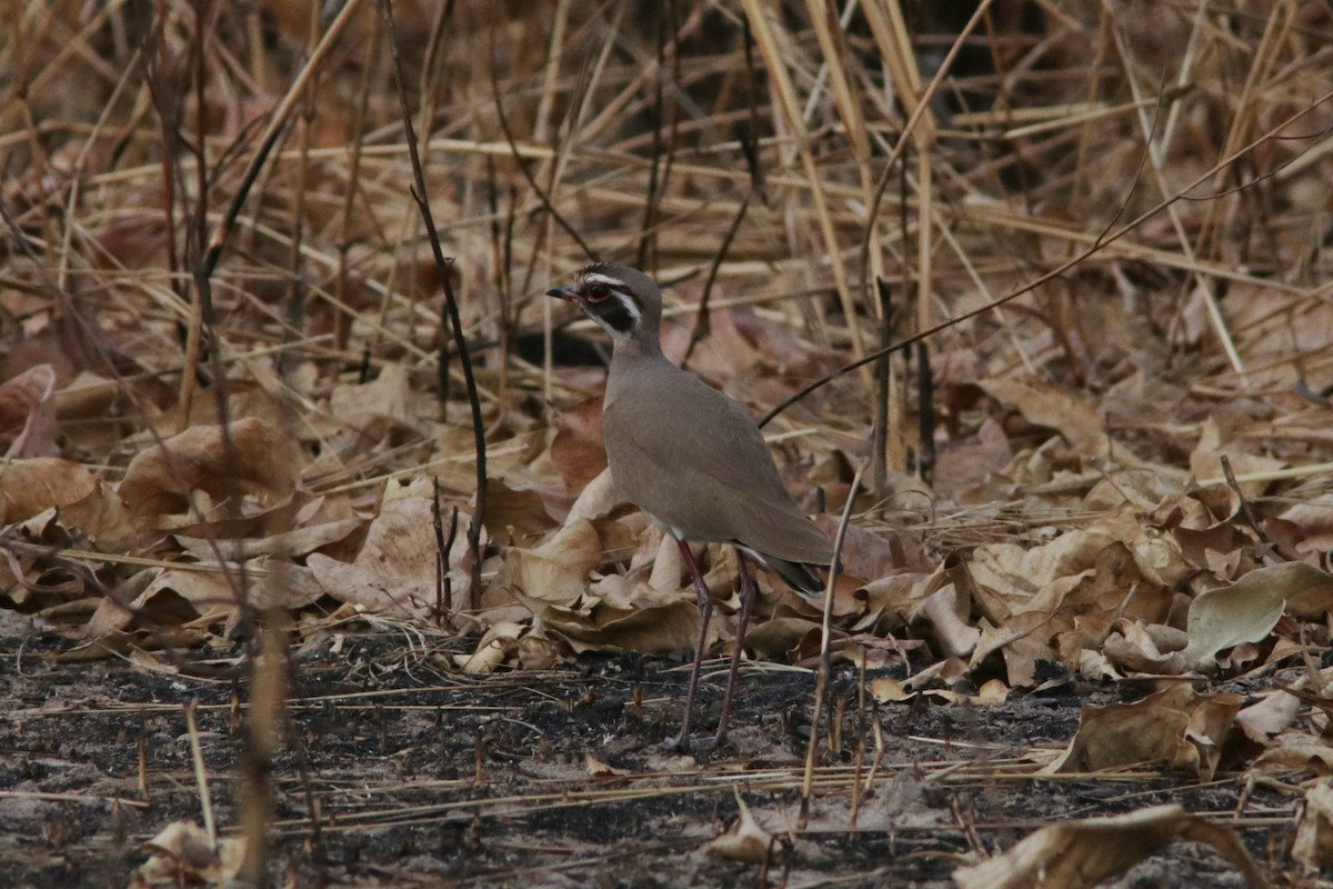 Bronze-winged Courser - Richard Dunn