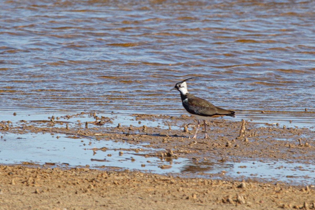 Northern Lapwing - ML615651630