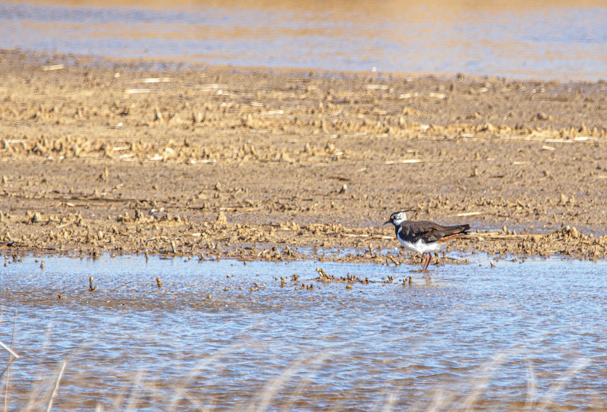 Northern Lapwing - ML615651634