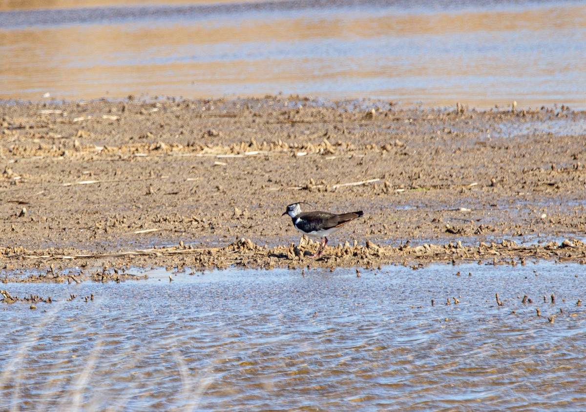 Northern Lapwing - ML615651635