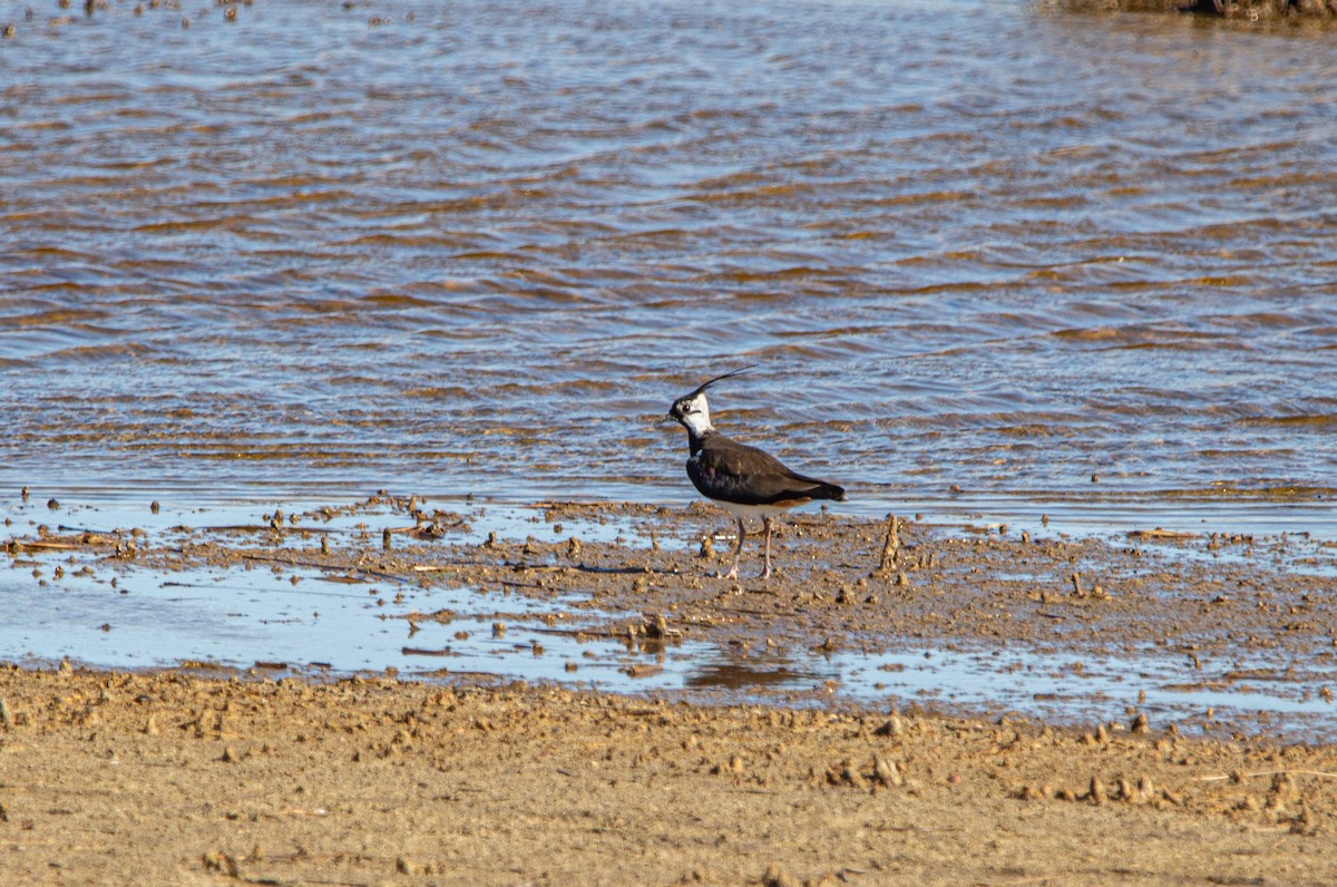 Northern Lapwing - ML615651637