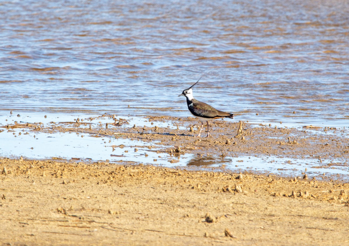 Northern Lapwing - ML615651638