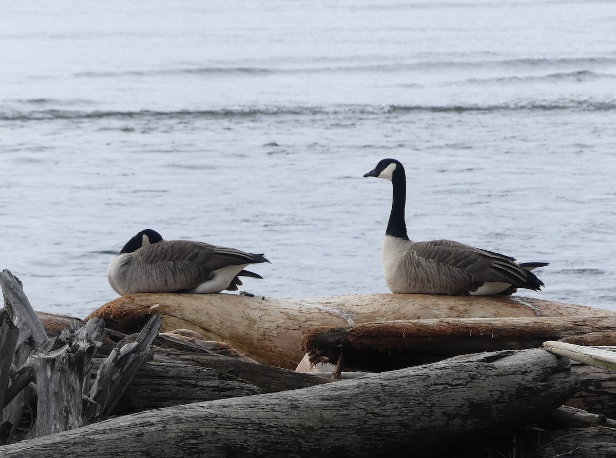 Canada Goose - ML615651660