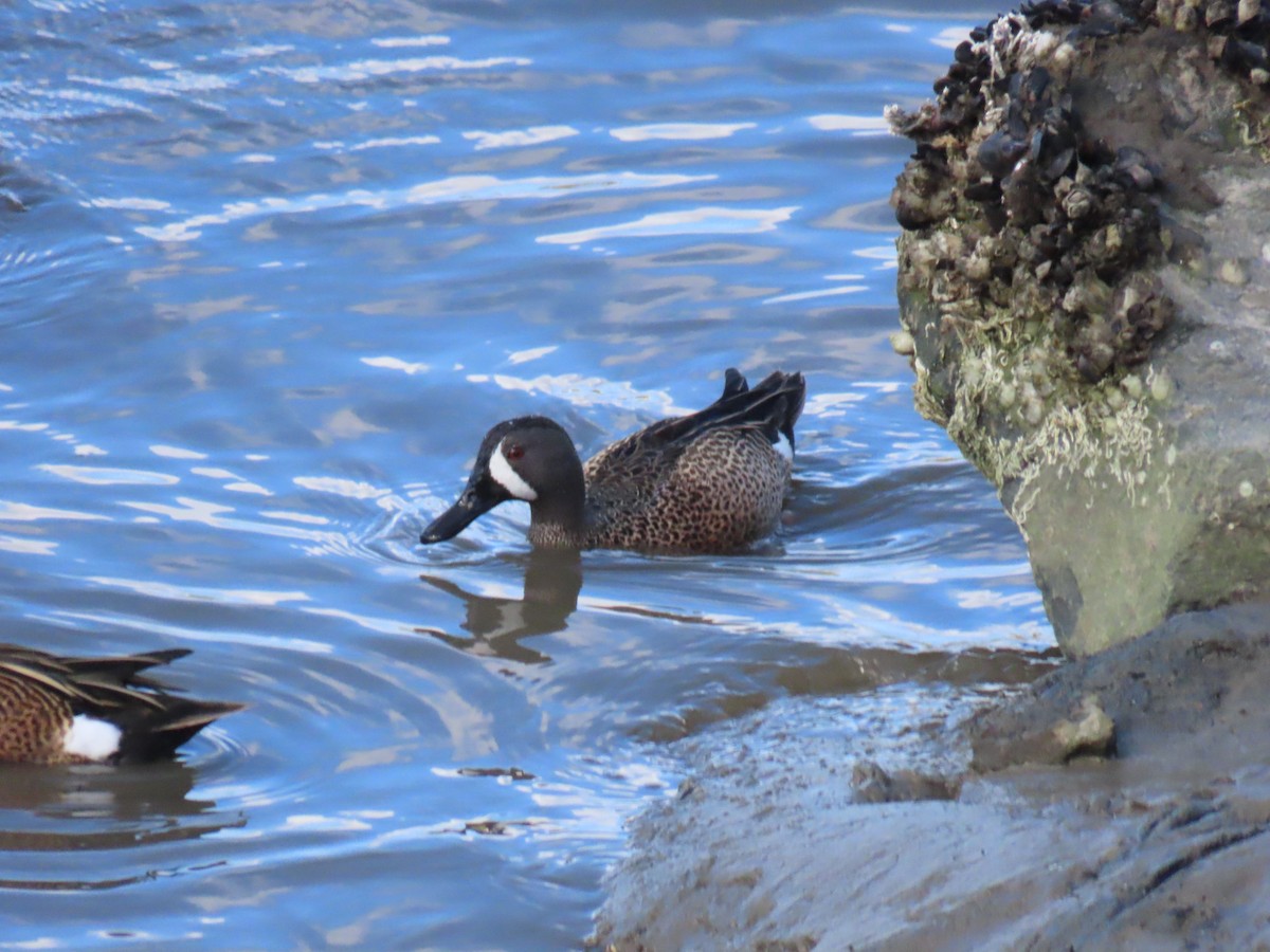 Blue-winged Teal - Edie Shaw