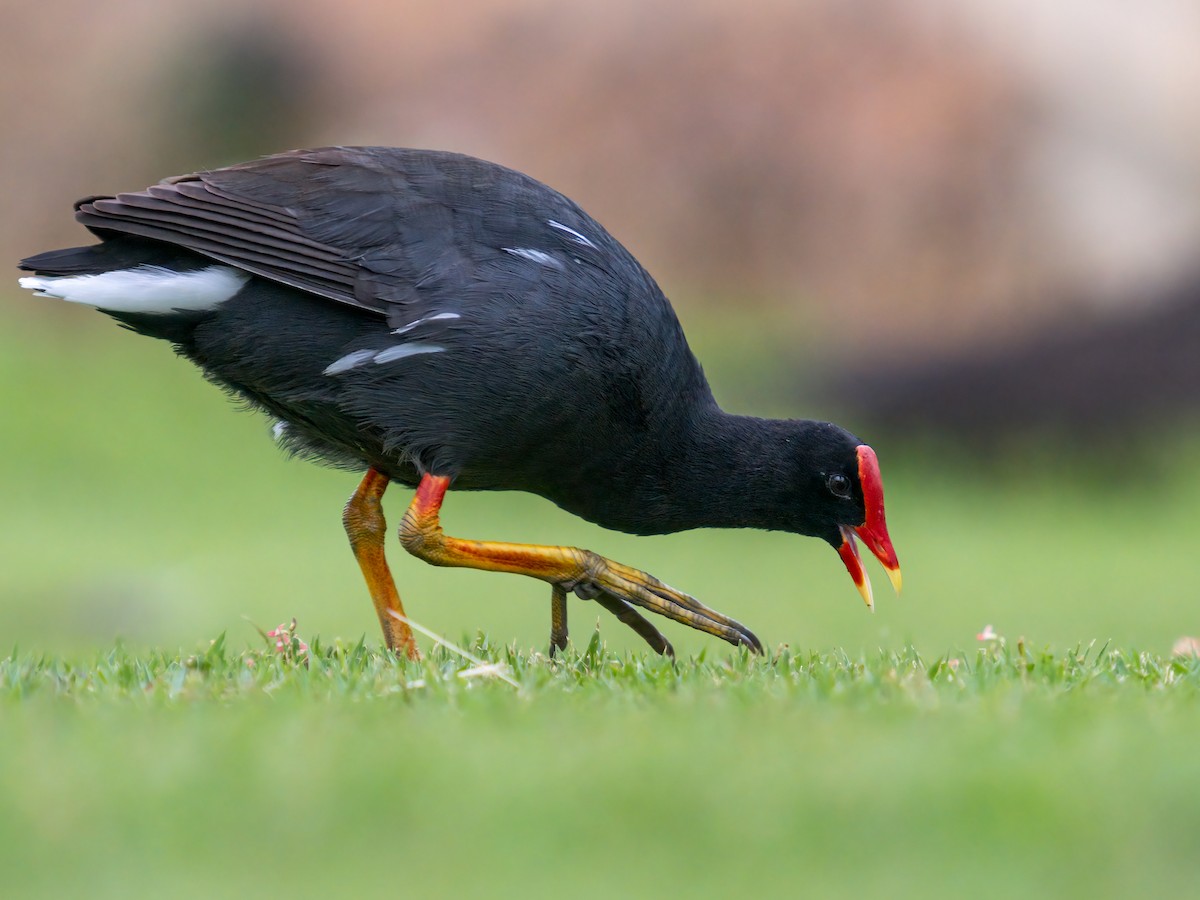 Gallinule d'Amérique - ML615651737